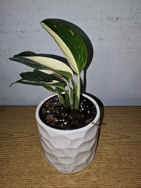 Monstera Standleyana Cobra Albo - Variegated Live Plant 4"