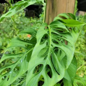 Monstera Swiss Cheese Plant Cutting - 2 to 3 Large Leaves