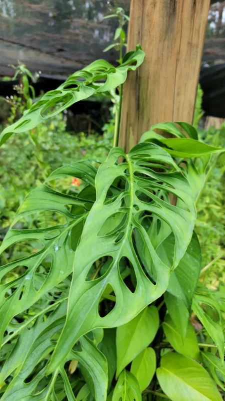 Monstera Swiss Cheese Plant Cutting - 2 to 3 Large Leaves