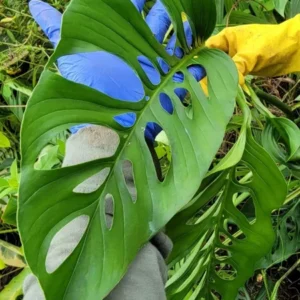 Monstera Swiss Cheese Plant Cutting - 2 to 3 Large Leaves