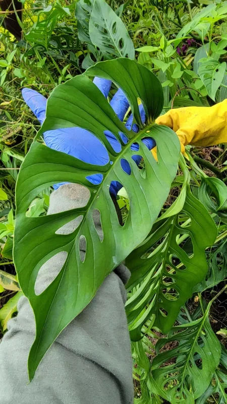 Monstera Swiss Cheese Plant Cutting - 2 to 3 Large Leaves