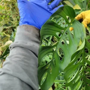 Monstera Swiss Cheese Plant Cutting - 2 to 3 Large Leaves
