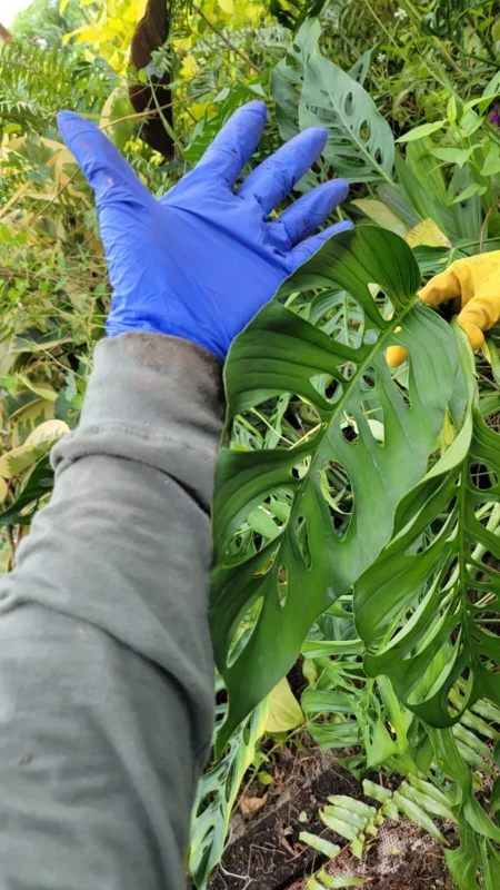 Monstera Swiss Cheese Plant Cutting - 2 to 3 Large Leaves