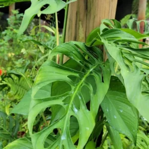 Monstera Swiss Cheese Plant Cutting - 2 to 3 Large Leaves