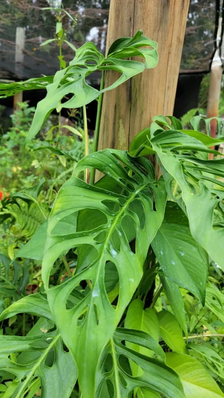 Monstera Swiss Cheese Plant Cutting - 2 to 3 Large Leaves