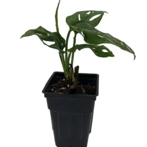 Monstera adansonii - Swiss Cheese Plant - 2.5