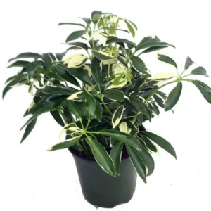 Moondrop Crème & Green Hawaiian Schefflera Plant - 3.5