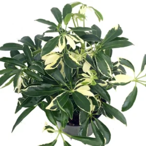 Moondrop Crème & Green Hawaiian Schefflera Plant - 3.5