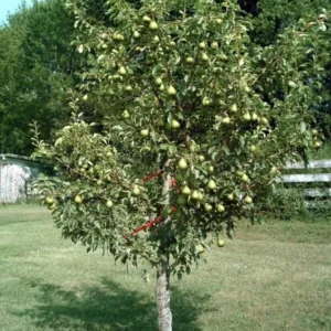 Moonglow Pear Tree 2-3 Feet Tall Live Sweet Yellow Red Blush Fruit