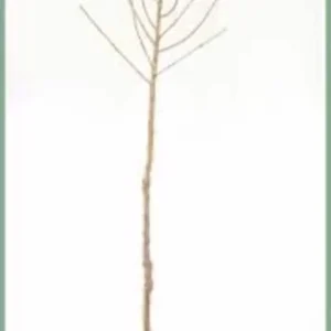 Moonglow Pear Tree 2-3 Feet Tall Live Sweet Yellow Red Blush Fruit