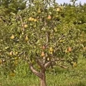 Moonglow Pear Tree 2-3 Feet Tall Live Sweet Yellow Red Blush Fruit