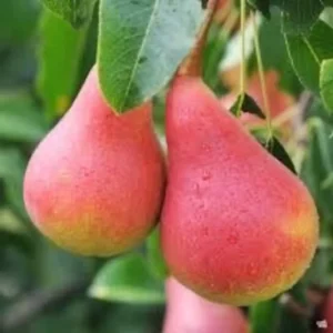 Moonglow Pear Tree 2-3 Feet Tall Live Sweet Yellow Red Blush Fruit