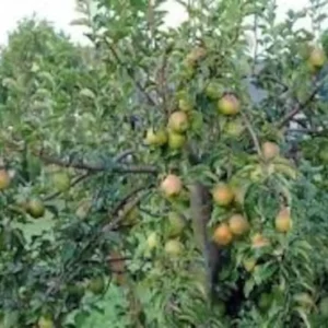Moonglow Pear Tree 2-3 Feet Tall Live Sweet Yellow Red Blush Fruit