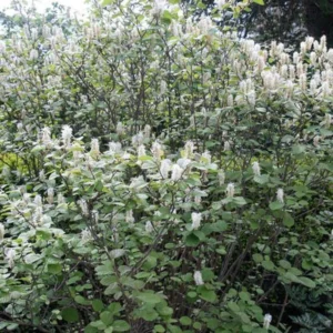 Mountain Witch Alder Fothergilla Major 2 Bare-root Shrubs - Seasonal Beauty - 6-12 Inch Tall