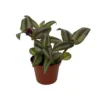 Multicolor Tradescantia - Vining Indoor Plant in 2.5" Pot - Easy to Care For