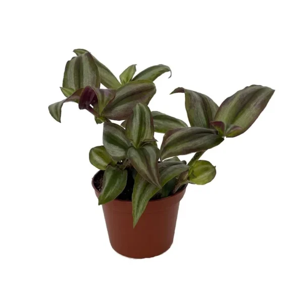 Multicolor Tradescantia - Vining Indoor Plant in 2.5" Pot - Easy to Care For