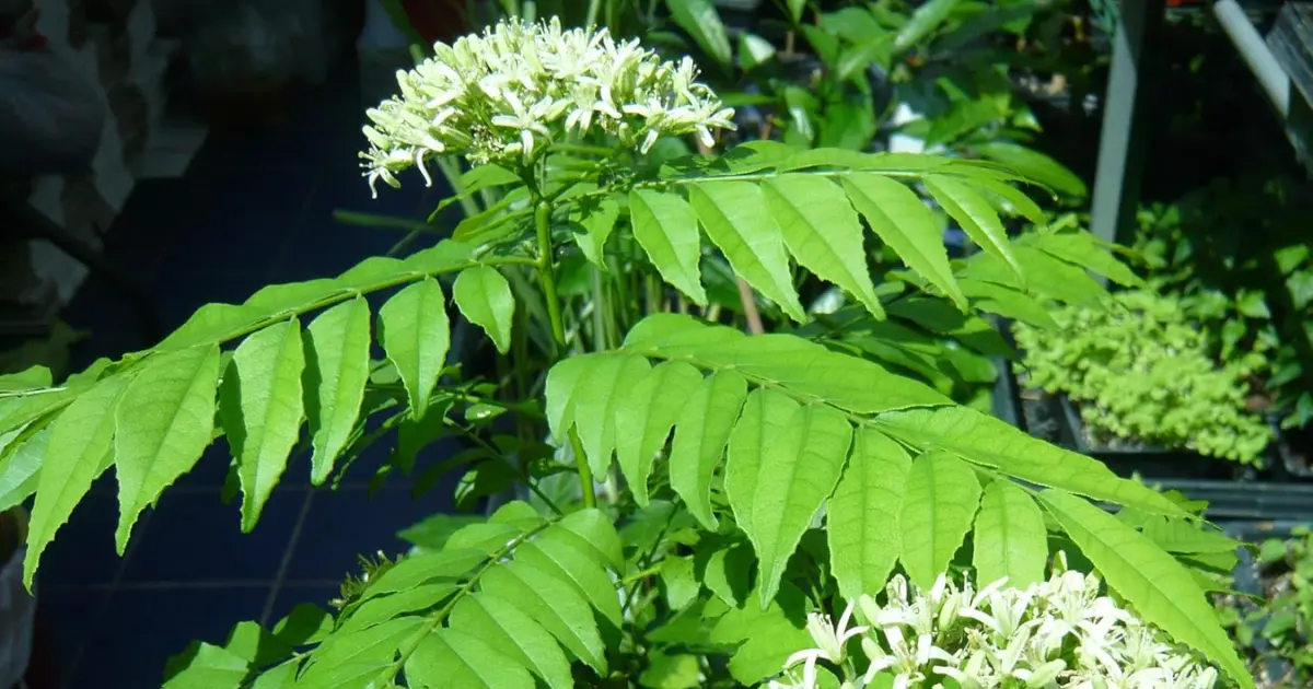 Murraya koenigii (Curry leaf) (1)