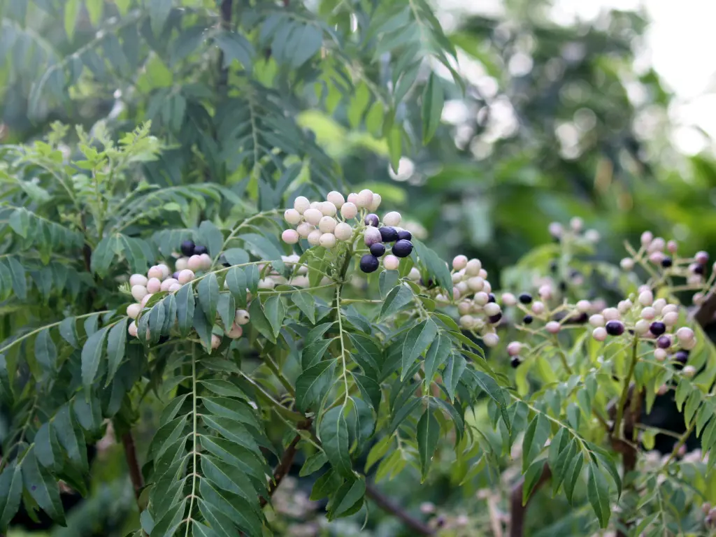 Murraya koenigii (Curry leaf)