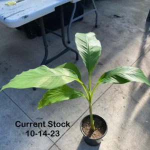 Musa Basjoo Banana Tree 2-3 Ft Tall - Cold Hardy Banana - Fast Growing