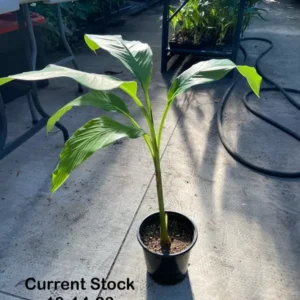 Musa Basjoo Banana Tree 2-3 Ft Tall - Cold Hardy Banana - Fast Growing