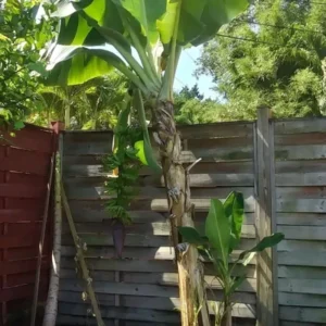 Musa Dwarf Cavendish Banana Tree - 8-12" Live Tropical Fruit Plant