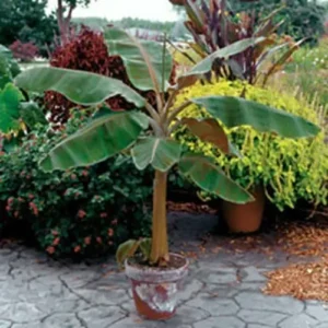 Musa Dwarf Cavendish Banana Tree - 8-12" Live Tropical Fruit Plant