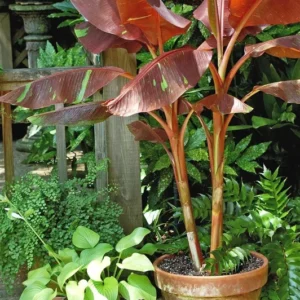 Musa Siam Ruby Live Banana Plant 4-6" Ruby Red Leaves Outdoor