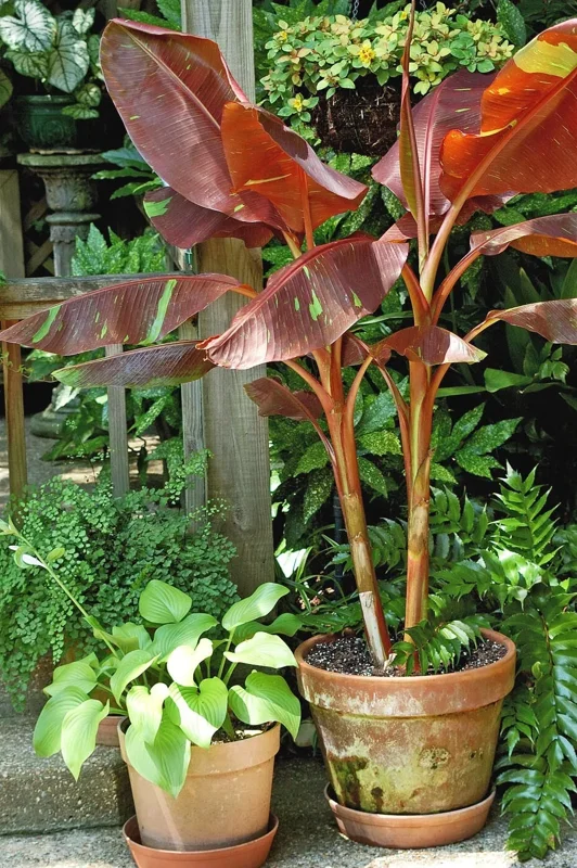 Musa Siam Ruby Live Banana Plant 4-6" Ruby Red Leaves Outdoor