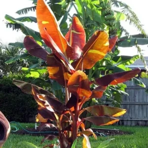 Musa Siam Ruby Live Banana Plant 4-6" Ruby Red Leaves Outdoor