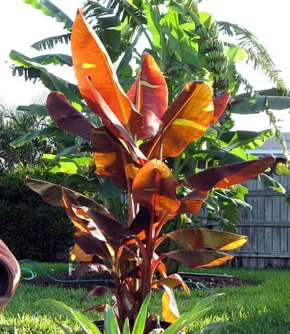 Musa Siam Ruby Live Banana Plant 4-6" Ruby Red Leaves Outdoor