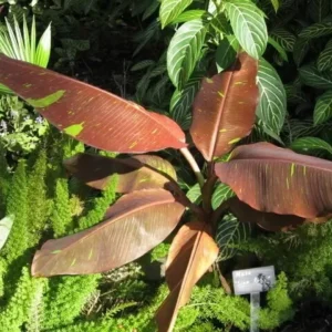 Musa Siam Ruby Live Banana Plant 4-6