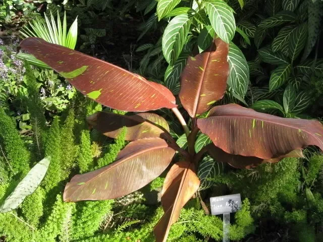 Musa Siam Ruby Live Banana Plant 4-6" Ruby Red Leaves Outdoor