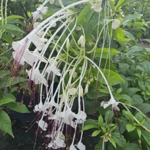 Musical Notes Tropical Live Plant - 4