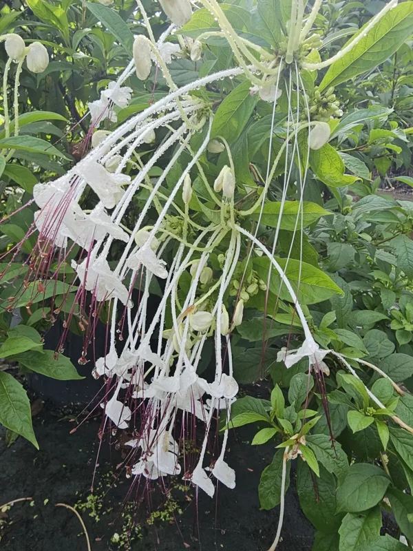 Musical Notes Tropical Live Plant - 4" Pot - White Flowers - Evergreen Shrub