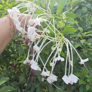 Musical Notes Tropical Live Plant - 4