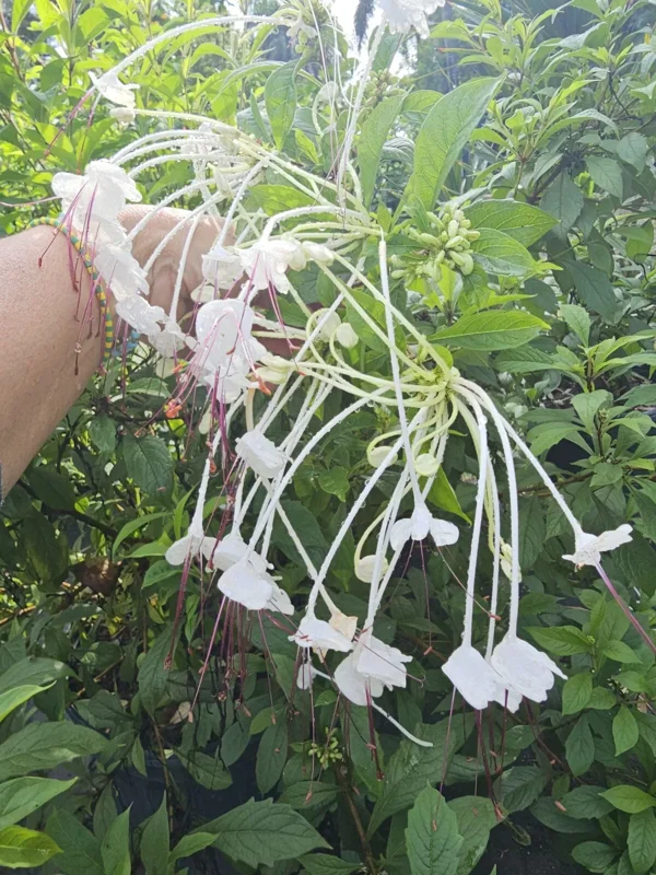 Musical Notes Tropical Live Plant - 4" Pot - White Flowers - Evergreen Shrub