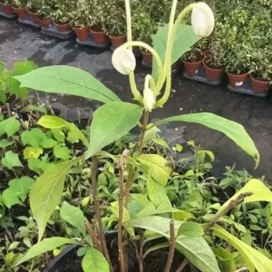 Musical Notes Tropical Live Plant - 4