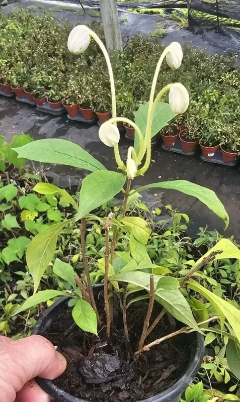 Musical Notes Tropical Live Plant - 4" Pot - White Flowers - Evergreen Shrub