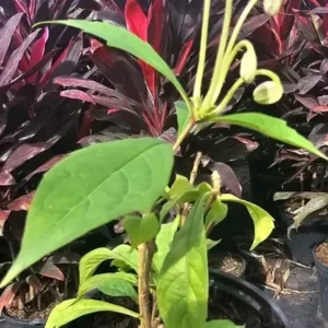 Musical Notes Tropical Live Plant - 4