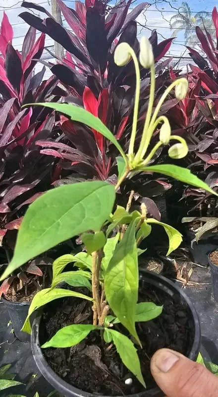 Musical Notes Tropical Live Plant - 4" Pot - White Flowers - Evergreen Shrub