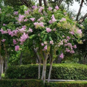 Muskogee Lavender Crape Myrtle Gallon Pot, Fast-Growing Purple Flowering Tree
