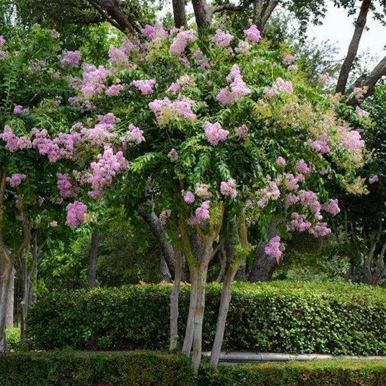 Muskogee Lavender Crape Myrtle Gallon Pot, Fast-Growing Purple Flowering Tree