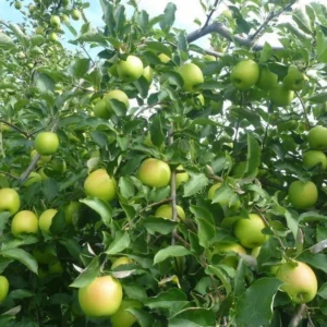 Mutsu Apple Tree Gallon Pot 24” Height | Crispin Apple for Fresh Eating and Baking