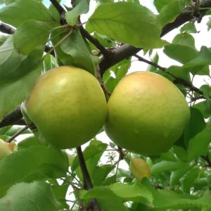 Mutsu Apple Tree Gallon Pot 24” Height | Crispin Apple for Fresh Eating and Baking