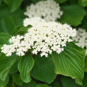 Viburnum Dilatatum Catskill - Starter Plant - 7-10 Inch - Deciduous Shrub