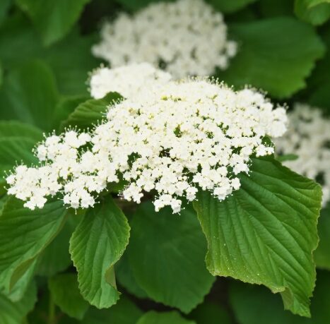 Viburnum Dilatatum Catskill - Starter Plant - 7-10 Inch - Deciduous Shrub