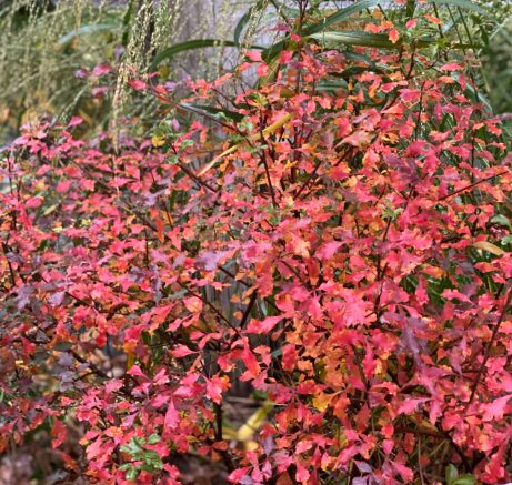 RHUS AROMATICA 'LACETTE' - Hardy Deciduous Shrub - 7 Inch Starter Plant