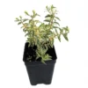 Myrtus Mini Variegated Biblical Myrtle - 2.5" Pot - Edible Houseplant