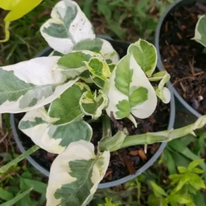 N-Joy Pothos Vine Live Plant 4