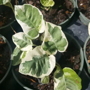 N-Joy Pothos Vine Live Plant 4